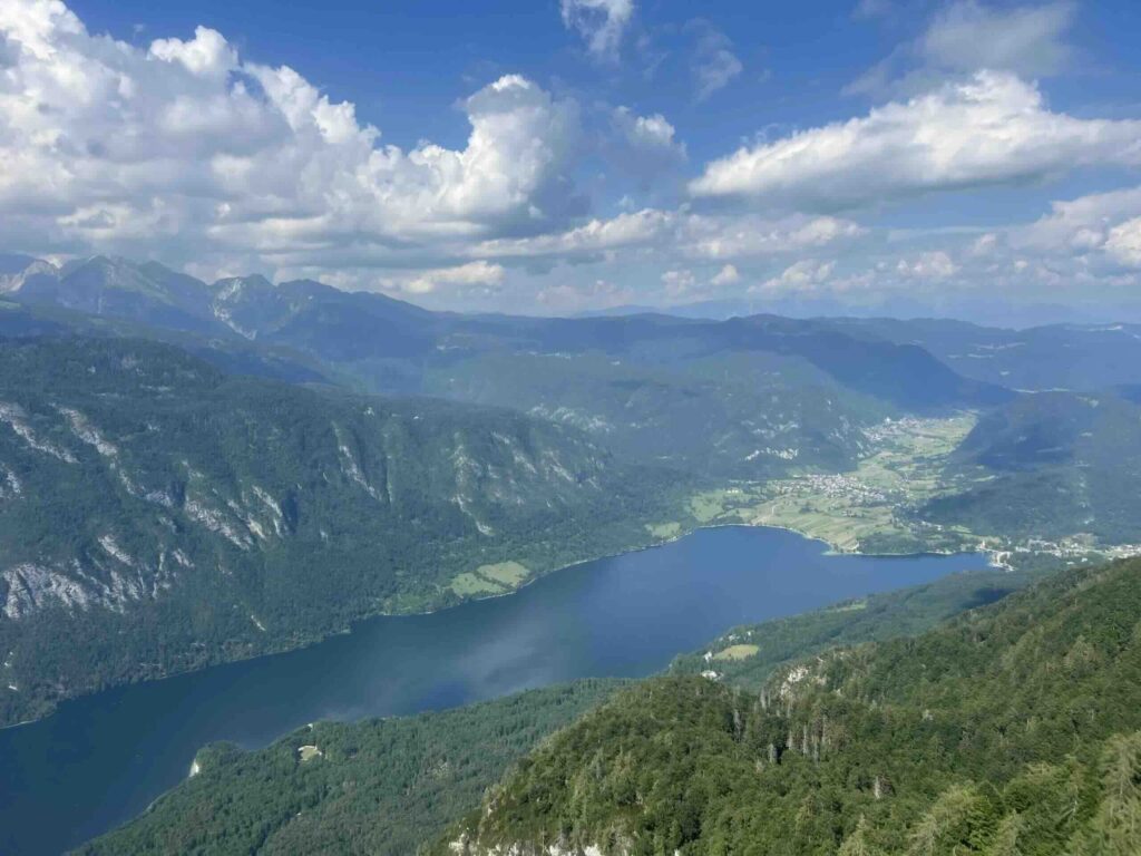 Vogel